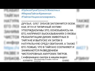 ЧИСТОКРОВНЫЕ ДЛЯ ПИАРА. В РЕАЛЬНОСТИ -  ГИБРИДЫ НА ДЕРИВАТЫ. ТАЙГАНОВСКИЙ ЛГУН