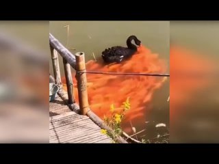 Черный Лебедь Кормит Золотых Рыбок ;-) [Black Swan Feeds Goldfish]