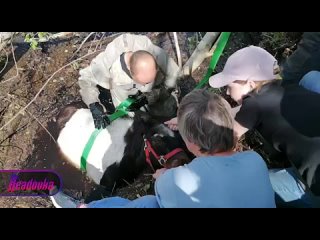 Пони с милой кличкой Бусинка провалился в канаву — его доставали спасатели