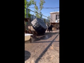 Люк попал в приют робким и напуганным 🫣
Некоторые собаки не принимали его в свою компанию, но удачный вольер нашелся!