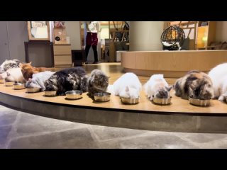 Visiting the Biggest Cat Cafe in Japan   Cat Cafe MOCHA Lounge Shinjuku   ASMR