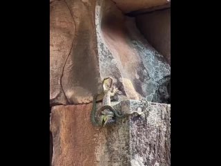 Этот геккон сражается с хризопелей, более известной как летающая змея, и спасает другого геккона