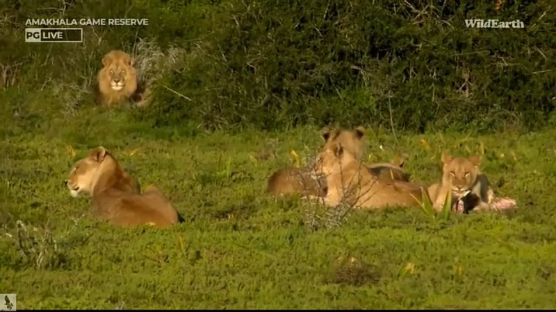 Wild Earth-The Lion Family finishes a Warthog Breakfast! 6 авг 2023