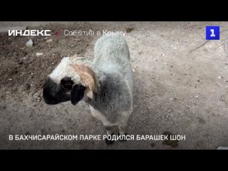 В Бахчисараиском парке родился барашек Шон