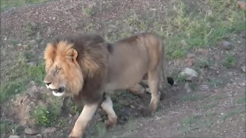 Lion JESSE Badass King Left The Mara As Glorious Nomad ( Maasai Mara )  R.I.P 30  июл 2023