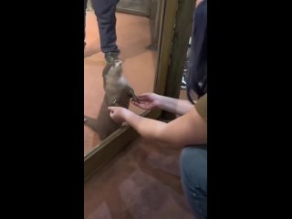 В одном из зоопарков Азии выдры дают потрогать свои лапки