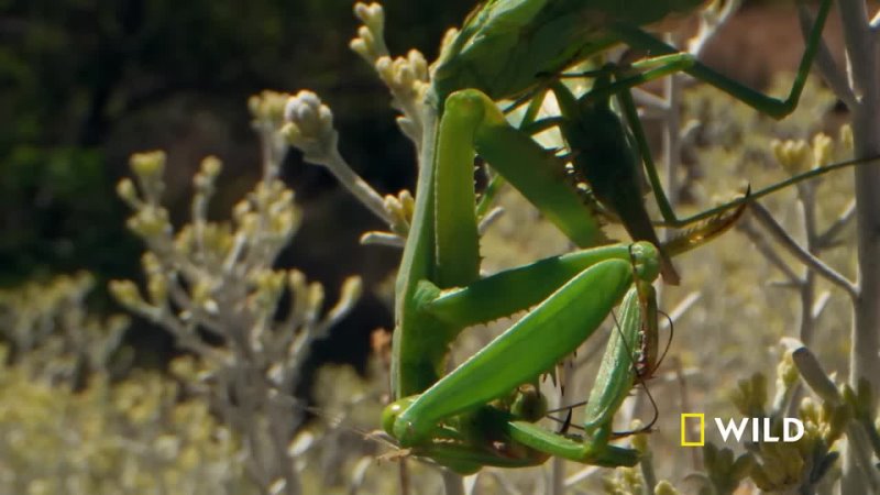Female praying mantis chomps down on its mate Yosemite Americas National