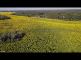 Бескрайнее поле подсолнечника. Эти необычные цветы - символы энергии и силы, символы солнца и лета.