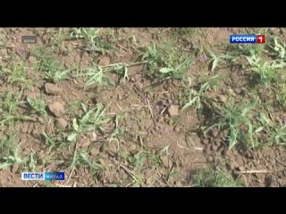 В Алтайском крае будет введён режим ЧС из-за острого дефицита кормовых культур, обусловленного засухой.