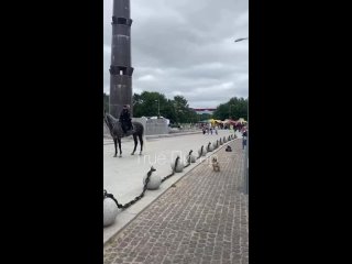 Пес гоняет лошадей | Видео Питер