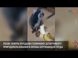 Патруль Росгвардии спас потерявшегося лемура в Москве