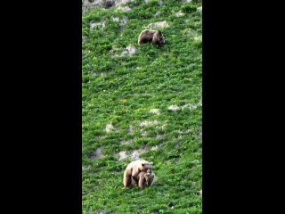 На Красной Поляне сейчас происходит брачный период у медведей. Поэтому будьте осторожны, чтобы избежать неприятных ситуаций с эт