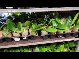 Новая поставка орхидей 40 сортов Allura and Younghome,