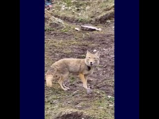 Тибетская лисица. Очень возможно, что бабушка ее согрешила с волком.