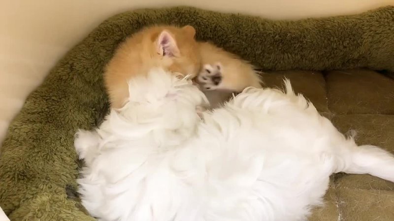 Котенок лижет щенка, пока мама кошка не