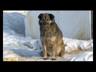 Адресная помощь бездомным животным.