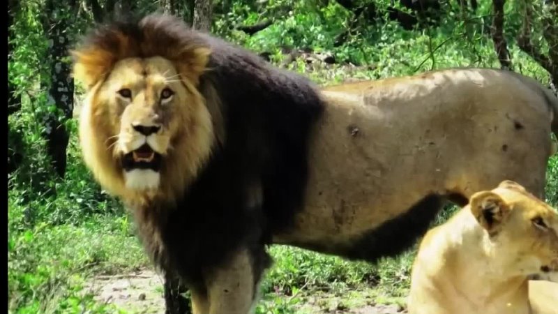 Lion KALAMAS! The Lone Mane King Passed Away!  ( Serengeti)  28 мая 2023