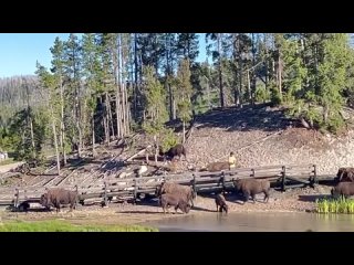 Турист спокойно разгуливал среди стада бизонов, когда шокированные очевидцы снимали сцену на камеру