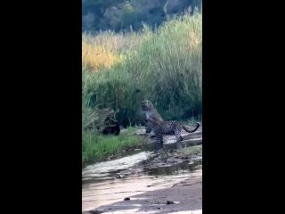 Медоед. Даёт по наглым пятнистым мордам, и уходит с гордо поднятыми головой и хвостом