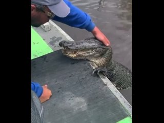 крокодил тоже любит ласку