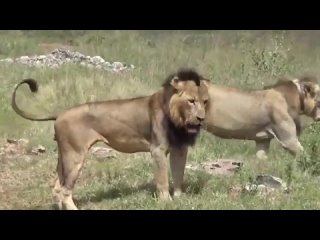 Lion Coalition 🦁 IVORY TRIO | Famous Mohawk Avenged By His Son, Mighty King Sirikoi (Nairobi) 26 фев 2023