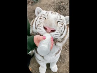 Белый тигр пьет молоко
