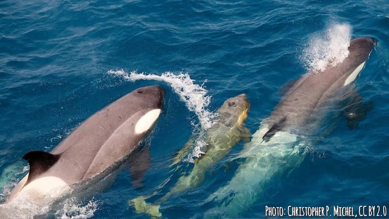 ORCAS im Loro Parque  BEACHING  RAKE MARKS   