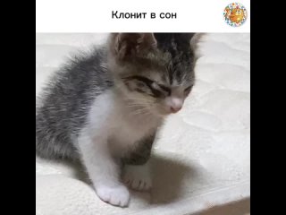 Клонит в сон