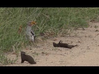 Карликовый мангуст притворяется мертвым перед птицей-носорогом