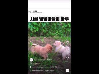 230614 Baekhyun liked puppy video on Instagram