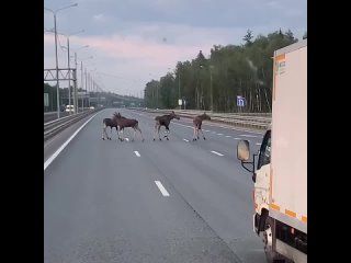 В районе Подольска на трассе замечены бессмертные нарушители. Четверо лосей неспешно переходили 8-полосную дорогу