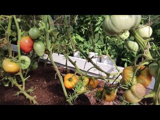 Сделайте так с помидорами в августе и томаты покраснеют за 2 дня