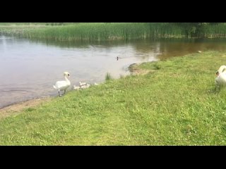 Лебединая семья на озере Люлинском в Идрице.