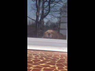Соьака (собака) видимо пытается рычать и лаять, но её пасть слишком плотно прилегает к окну