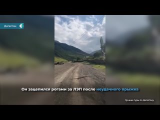 Козел качался на проводах в горах Дагестана