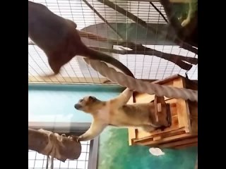В Екатеринбургском зоопарке появился малыш «медового медведя» кинкажу