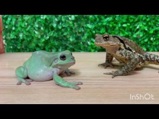 квакша, лягушка и жаба. 1 серия