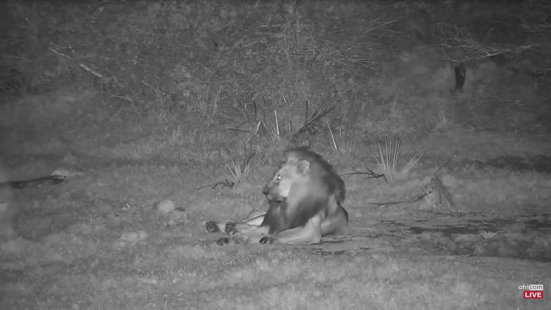 Male Lion at Tembe. Sorry, no live sound cam