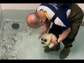 Детеныш тюленя учится плавать