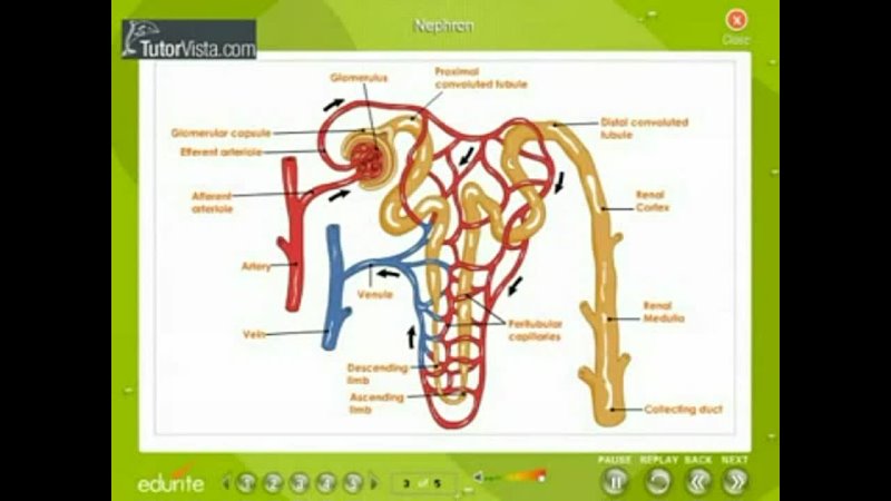 1. Excretion