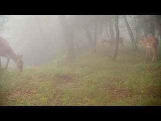Фотоловушка “поймала“ оленей в тумане