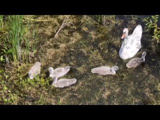 В Артемовских лугах подрастает выводок маленьких лебедят.🦢