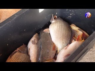 Выкса-МЕДИА: Облов рыбы в Полдеревском рыбхозе