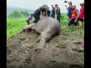 Слониха упала в большую яму вместе со своим малышом