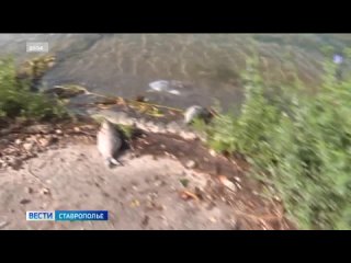 В Пятигорске установили причину массовой гибели рыбы в Новопятигорском озере