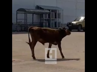 Коровы гуляют по парковке