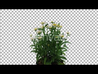 timelapse-of-opening-white-and-yellow-daisy-flowers