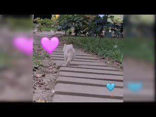 Baby Dogs - Cute and Funny Dog Videos Compilation #33   Aww Animals