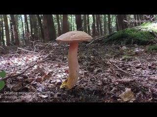20 видов условно съедобных грибов