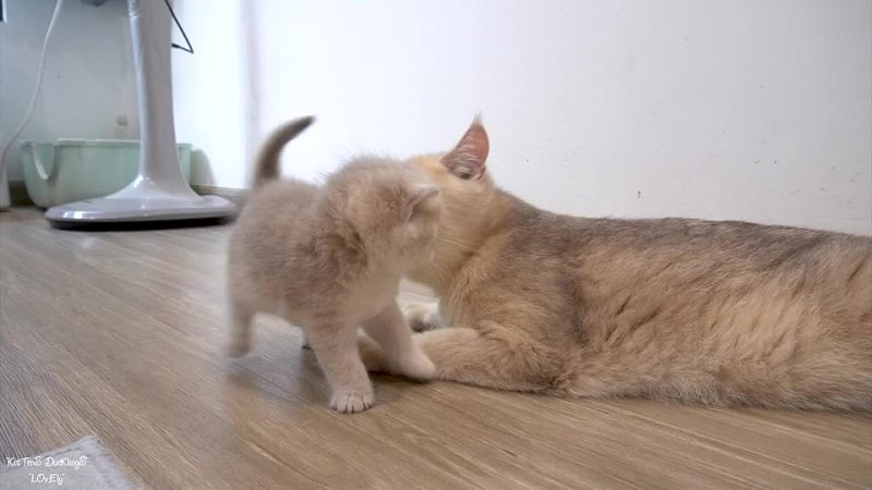 Longing for extra care and affection, kitten yearns for more attention from its devoted mother